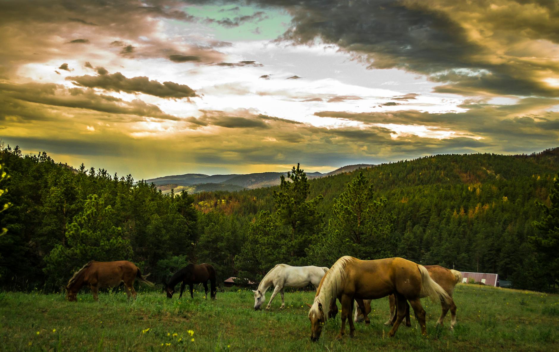 black brown and white horses on green grass